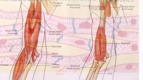 Muscular system presentation