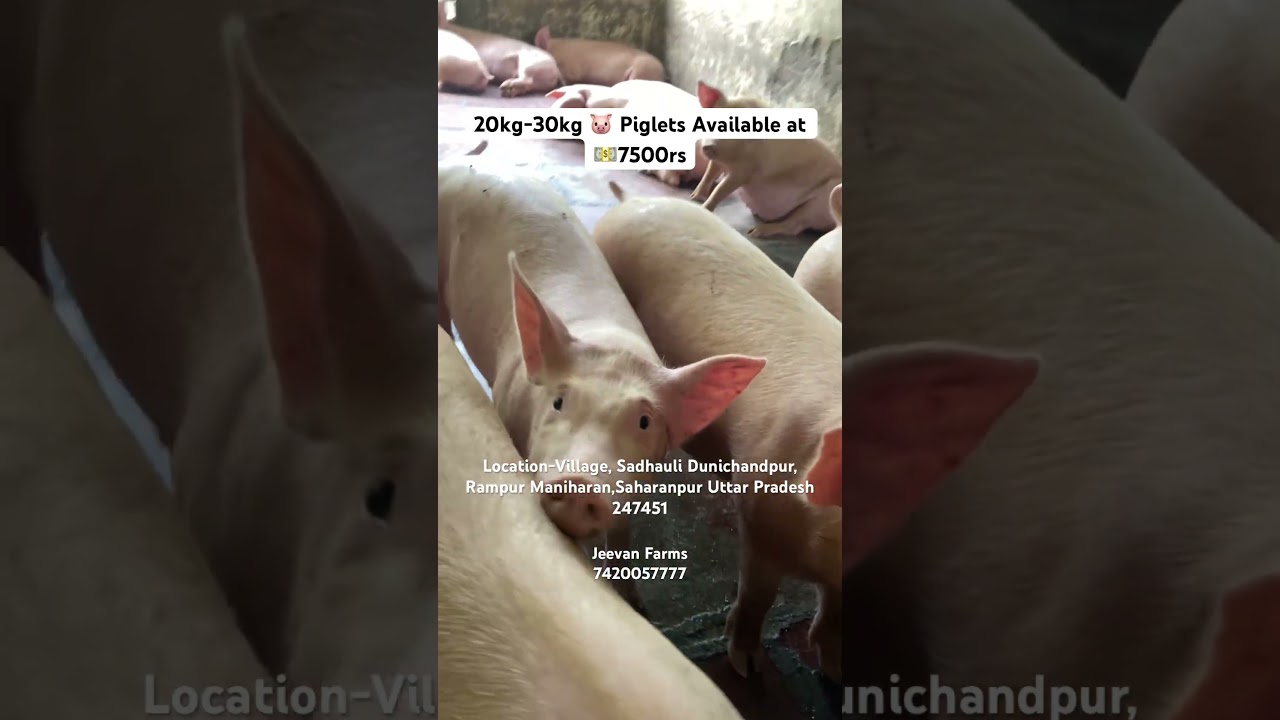 (Google location-https://maps.app.goo.gl/dgvoc1oatKH4bFsB9?g_st=ipc)