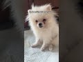 Try not to bite your tongue after this 😆 #funny #cute #funnydogs #pomeranian
