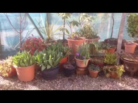 Vídeo: Treating Nematodes Of Cactus - Obteniu informació sobre els nematodes de l'arrel de cactus