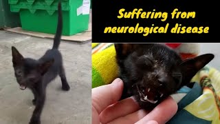 Rescued little black kitten with a neurological disease@lilyivo