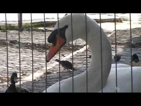 Cute swan and the bouncing duck