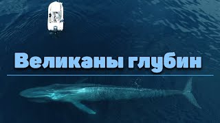 Посмотрите, на Что Способен Самый Большой Кит в Мире. Морские Животные