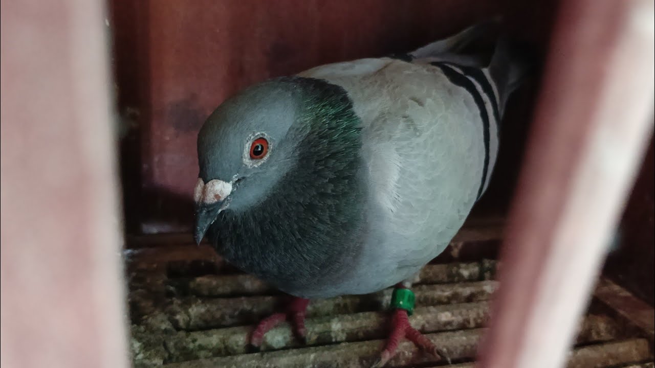 Bbc 2nd lap Buenavista smash race!