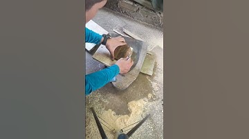 Cách trồng cây ổ rồng #platycerium #plants #orong