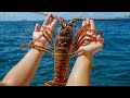 BIG SPINY LOBSTER Catch n Cook (Fort Lauderdale Lobster diving)