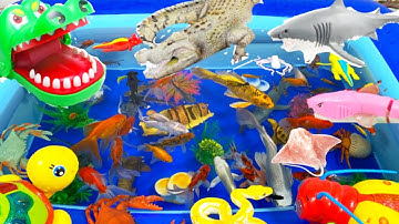 Động Vật Dễ Thương,Cá Mập,Cá Heo,Cá Chép,Cá Koi,Cá Đuối,Cua,Tôm,Ghẹ,Chim,Bọ Ngựa,Chuồn Chuồn,Animas