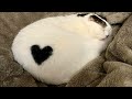 FUNNY CAT MEMES COMPILATION OF 2022 PART 46