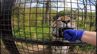 IMPRINTED ON THE ZOO: 40 years a Zoo Man