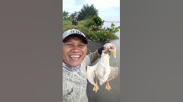 Mbah bendil berburu angsa liar 😩‼️