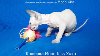 Moon Kiss Xuxu