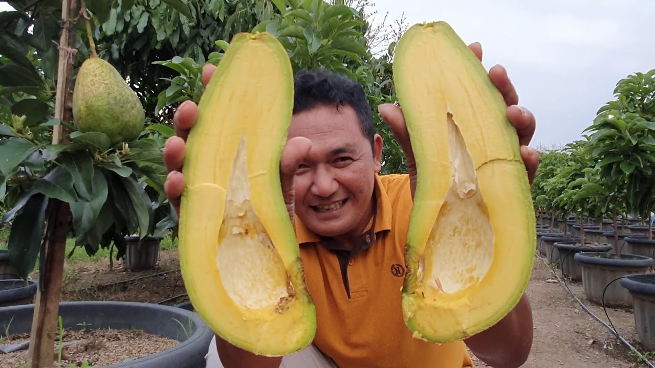 Alpokad kelud super istimewa    pesan bibit, 081556471830