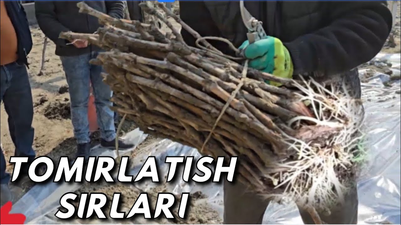 Uzum novdalarini uy sharoitida tomirlatish.  Bu sirlarni hali hech kim aytmagan edi. #uzum #avatar