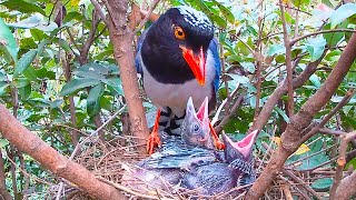 The trick of cuckoo bird parasitism has been seen through杜鹃鸟寄生被红嘴蓝鹊识破前额有啄痕被扔出了鸟窝