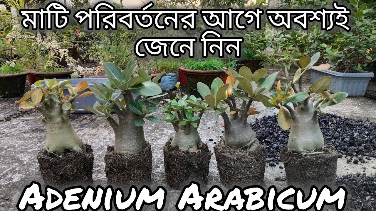 অ্যাডেনিয়াম অ্যারাবিকাম রিপট করার সম্পূর্ণ পদ্ধতি/How to repot Adenium Arabicum