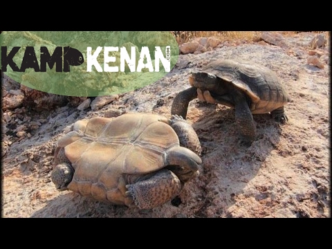 sulcata-tortoise-battle!-kamp-kenan-bonus