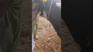 calcium deficiency treatment in cow at deraa farm cow animals animal holsteincow farming