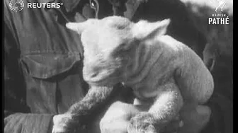 Spring's first lambs (1943) Spring's first lambs (1943)
