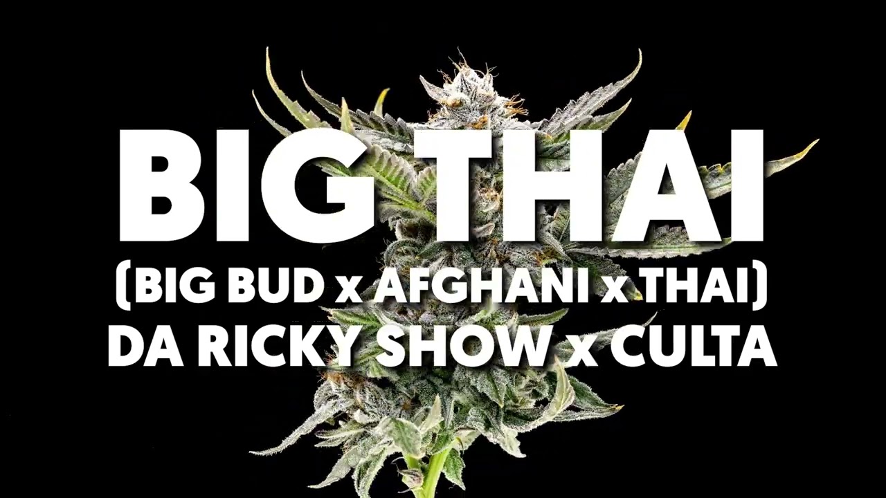 Big Thai (Big Bud x Afghani x Thai) Bred by Da Ricky ShowBred and Grown by CULTA