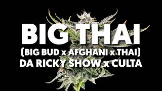 Big Thai (Big Bud x Afghani x Thai) Bred by Da Ricky ShowBred and Grown by CULTA