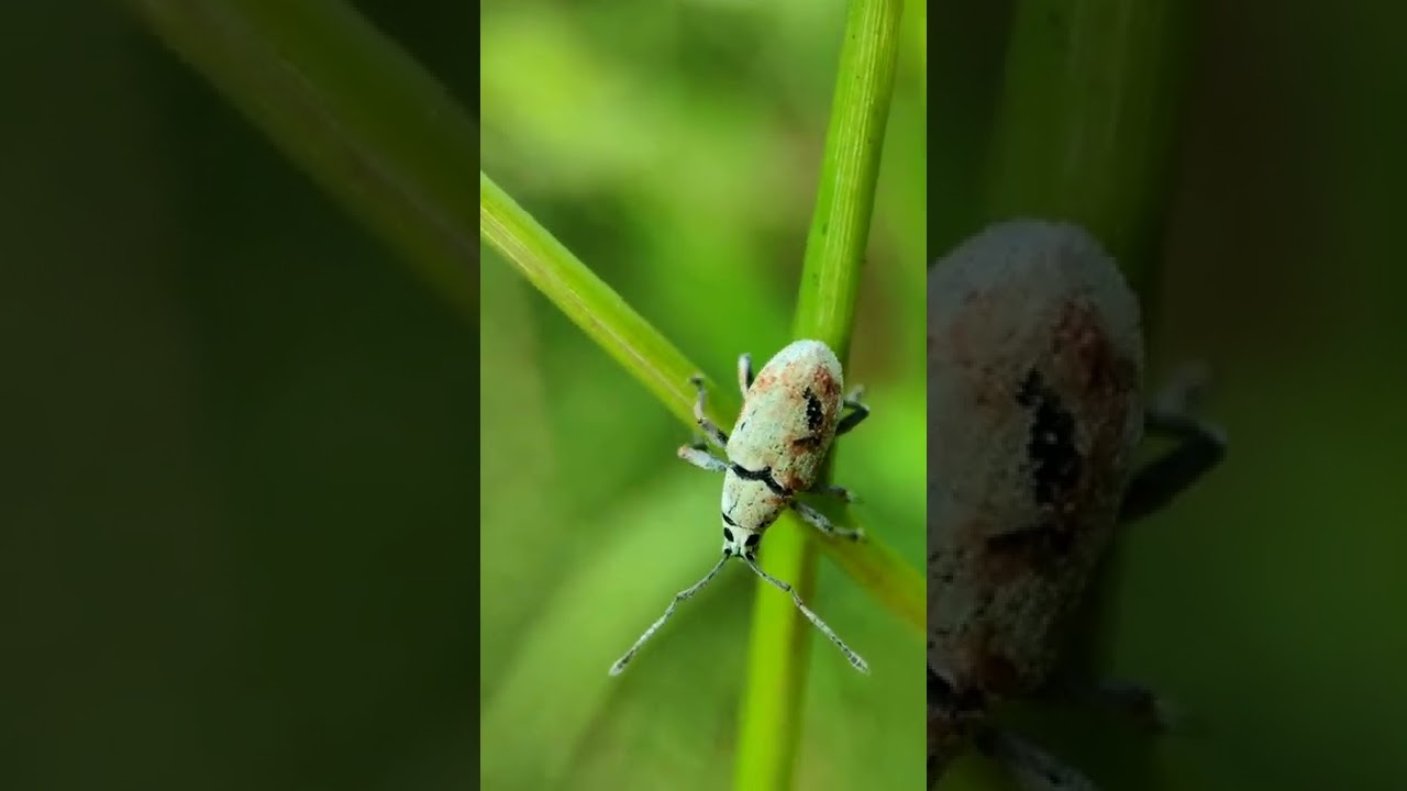 short film | insect photography | macro photography | nature | wildlife photography