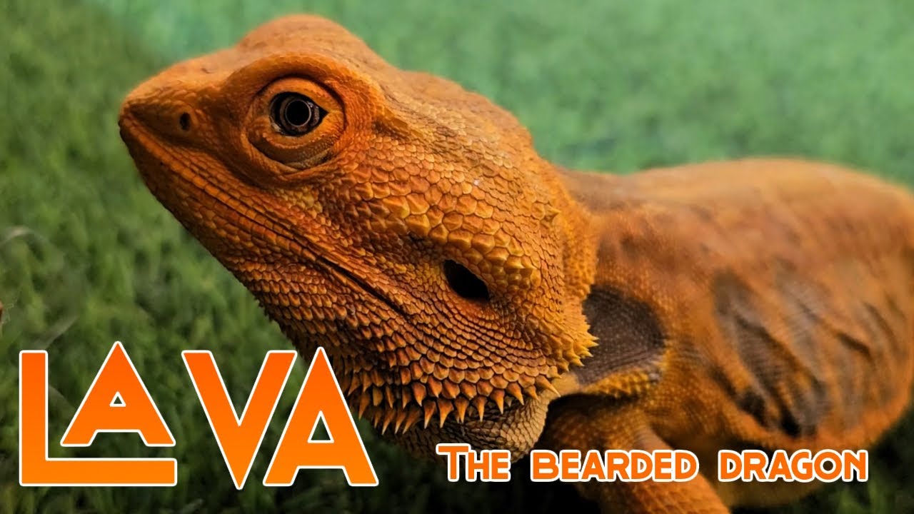 Meet Lava the Bearded Dragon! | Prehistoric World