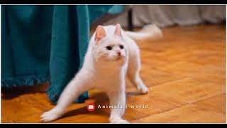 Turkish Angora Cute cat video wao😍 it's amazing #animalsnatural #animalsnature #subscribe by Animals World 235 views 2 years ago 24 seconds