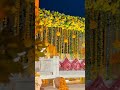 #wedding #minicamera #decor #hindisong #party #indiansong #decoration #bollywoodhits #eventplanner