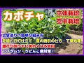 カボチャ立体空中栽培で大事なこと 合掌造り・定植・行灯仕立て・蔓の誘引・下葉処理・アブラムシ・うどんこ病他 かぼちゃ栽培の手入れ/雌花が咲かずに黄色くなる原因とは? 支柱の組み方・ゴムスビー/九重栗