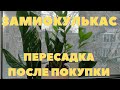 Замиокулькас | Пересадка после покупки | Долларовое дерево