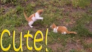 Cute Kittens playing