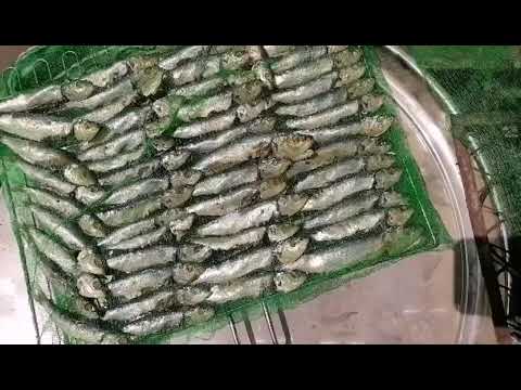 Video: Paano Maiimbak Ang Tuyong Isda