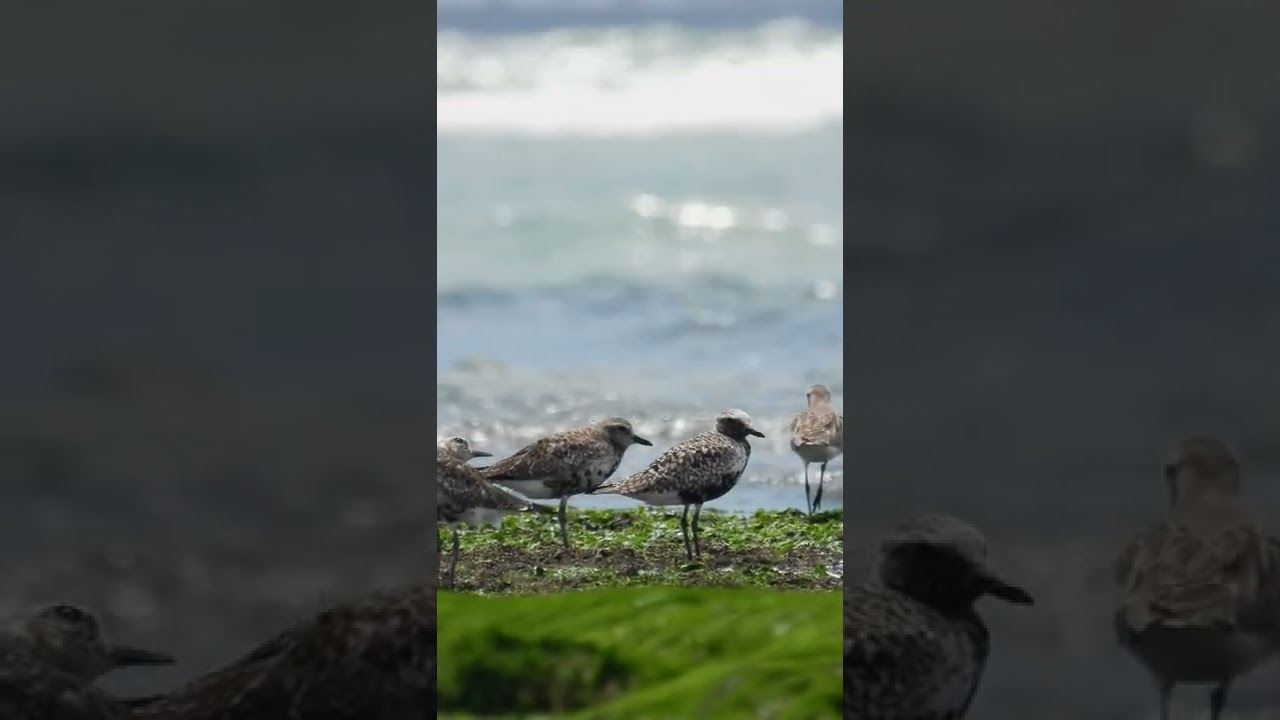 Grey Plover 4K-UHD WILDLIFE VIDEO African Birds . With Nikon P1000 #