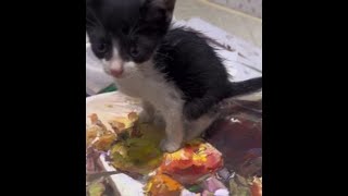 😺 A painting instead of a toilet! 🐈 Funny video with cats and kittens! 😸