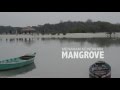 MENANAM MANGROVE, MENANAM KEINDAHAN 