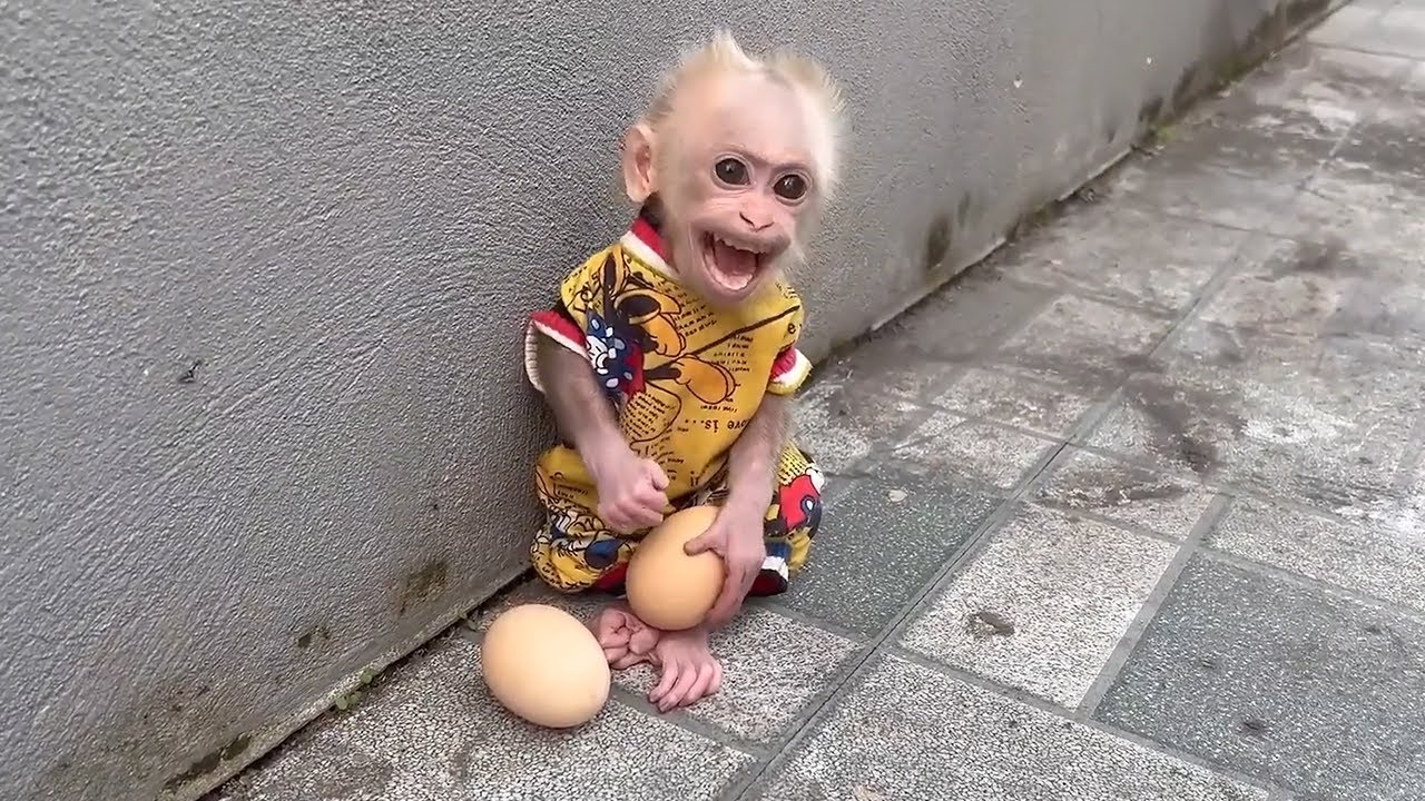 The baby monkey steals chicken eggs to help his dad cook