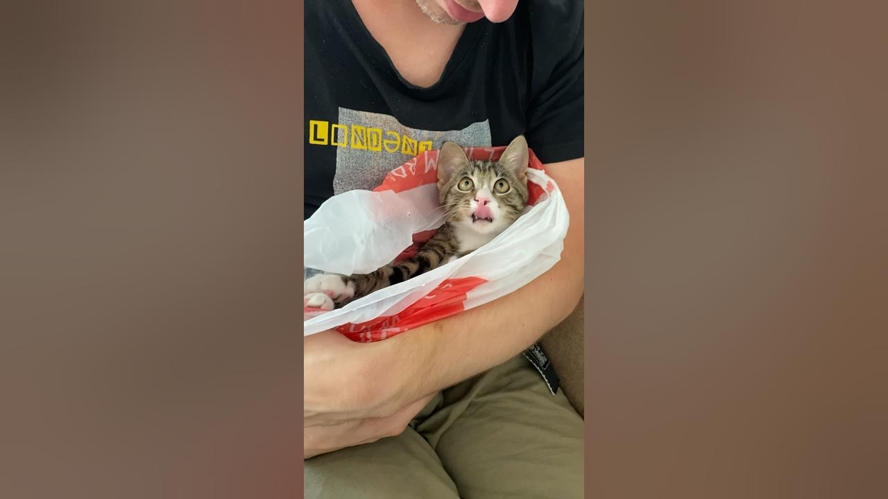 Кот-шаверма? - YouTube