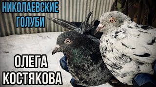 Николаевские голуби Олега Костякова 2020