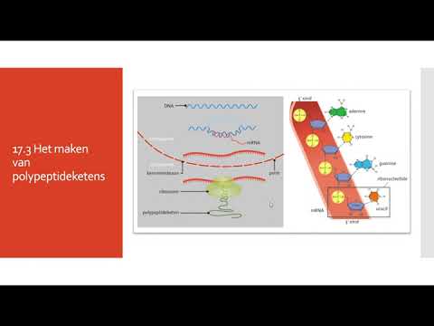 Video: Er mitokondriegener polyadenylering?