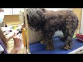 INCREDIBLE Transformation Makeover for a Painfully Matted Filthy Puppy Mill Rescue Doodle - Story