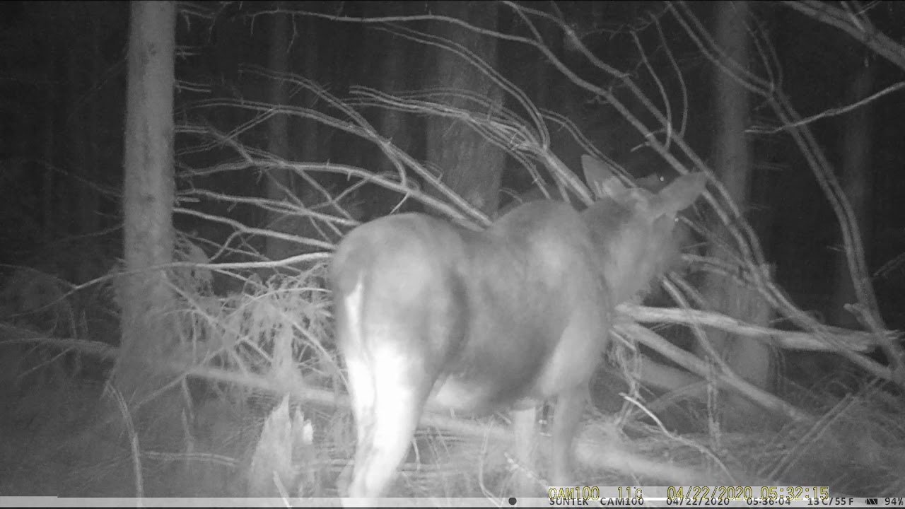 Лось и лосиха находят на солонце для лося фотоловушку - YouTube