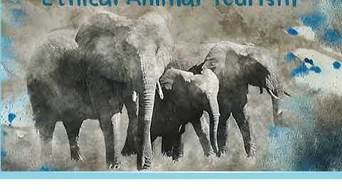 Excel 9 module 8 p87 Ethical Animal Tourism