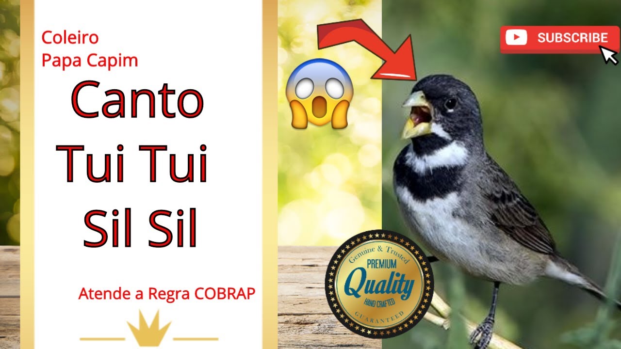 Canto De Papa Capim Sil Sil Coleiro Canto Tui Tui Sil Sil Youtube