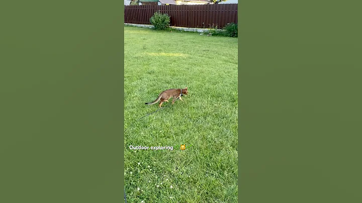 Video 9543081: beautiful abyssinian, cat