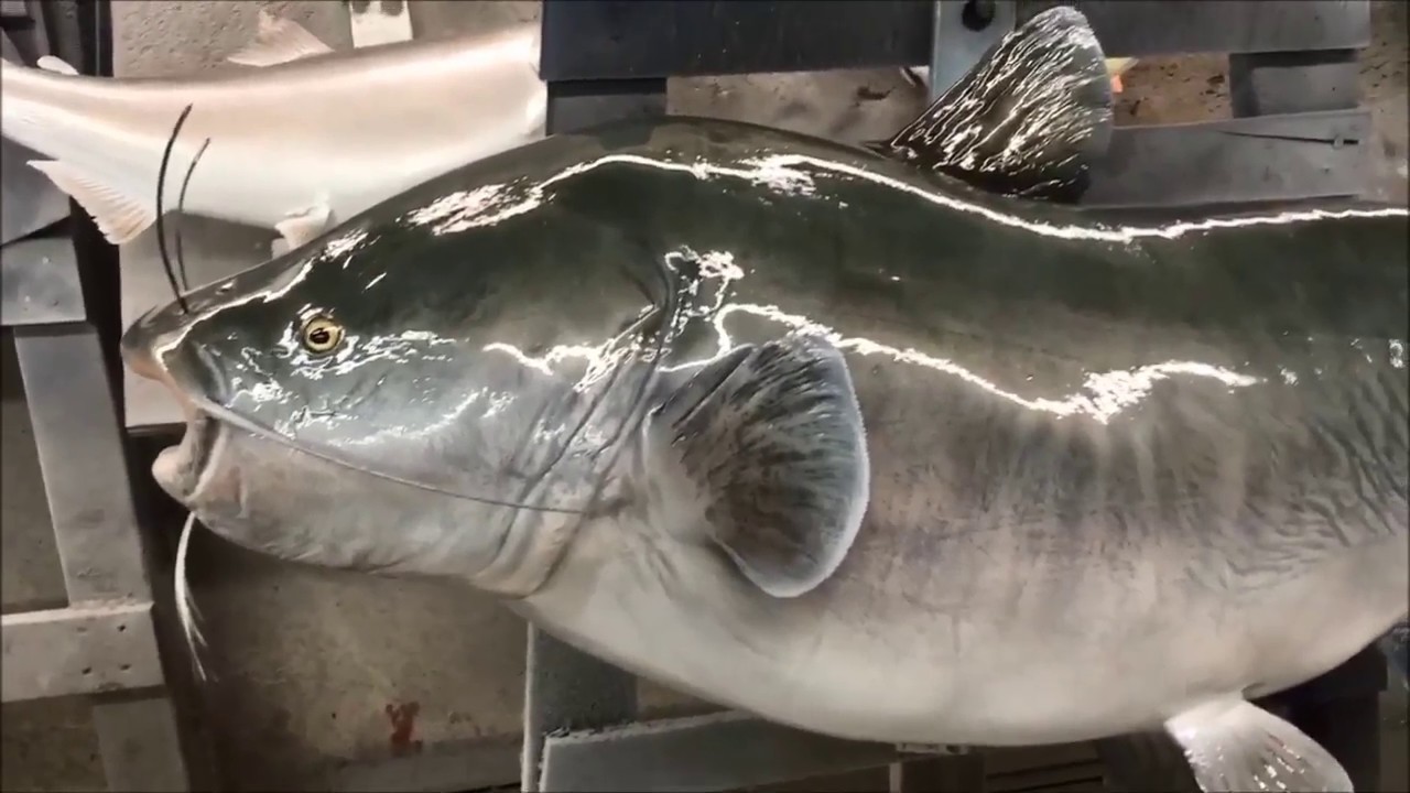 Blue Catfish Fish Mount Replica Coast To Coast Fish Mounts YouTube