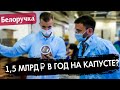 Квашенная капуста в Австралию. Как это возможно? Белоручка