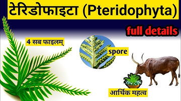 Pteridofyten in het Hindi || classificatie van pteridofyten en algemene kenmerken ||