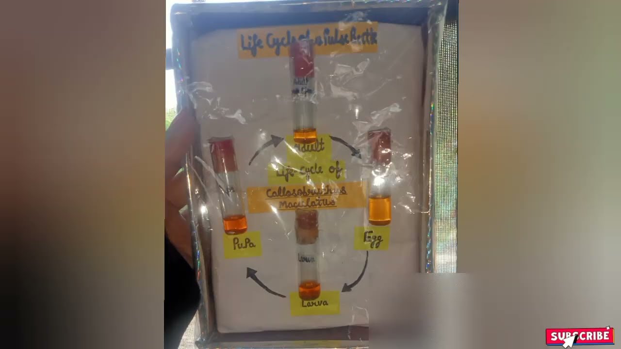 How to make life cycle of Callosobruchus maculatus pest/Pulse beetle insect Life Cycle 