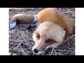 fox laughing very funny
