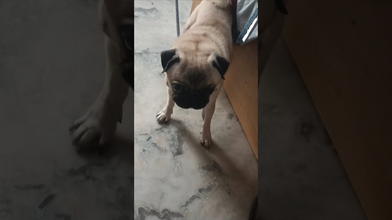 Pug Barking Pug Dog Barking Nandu Anand Goyal Ji YouTube Maxresdefault